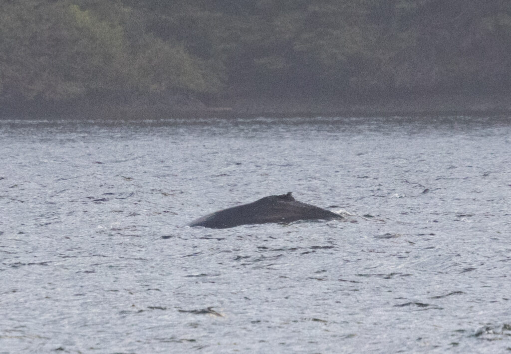 Humpback Whale