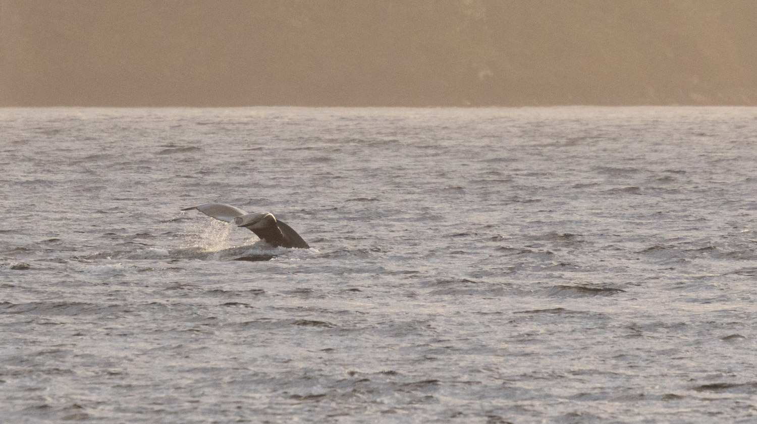 Humpback Whale