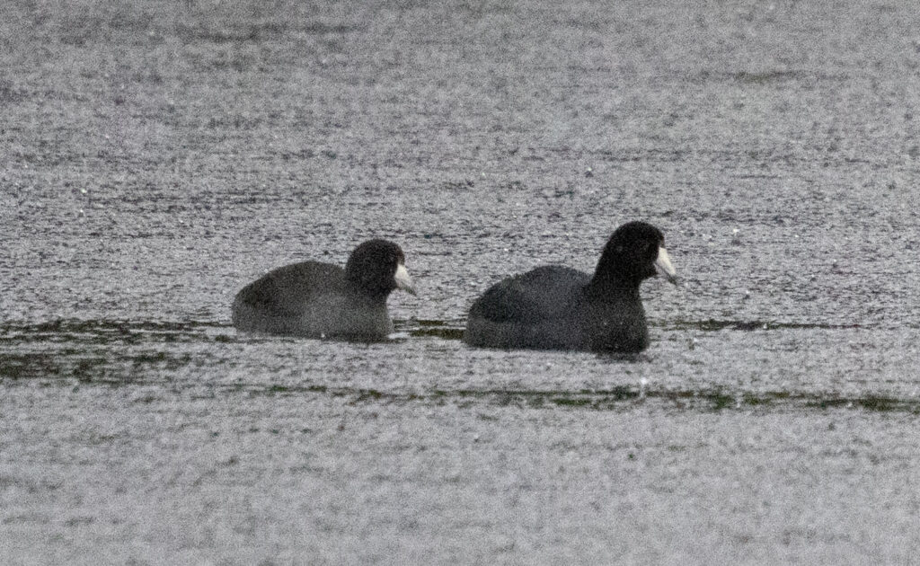 American Coots