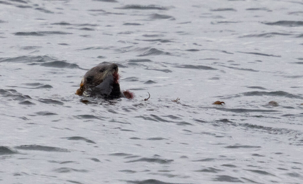 Sea Otter