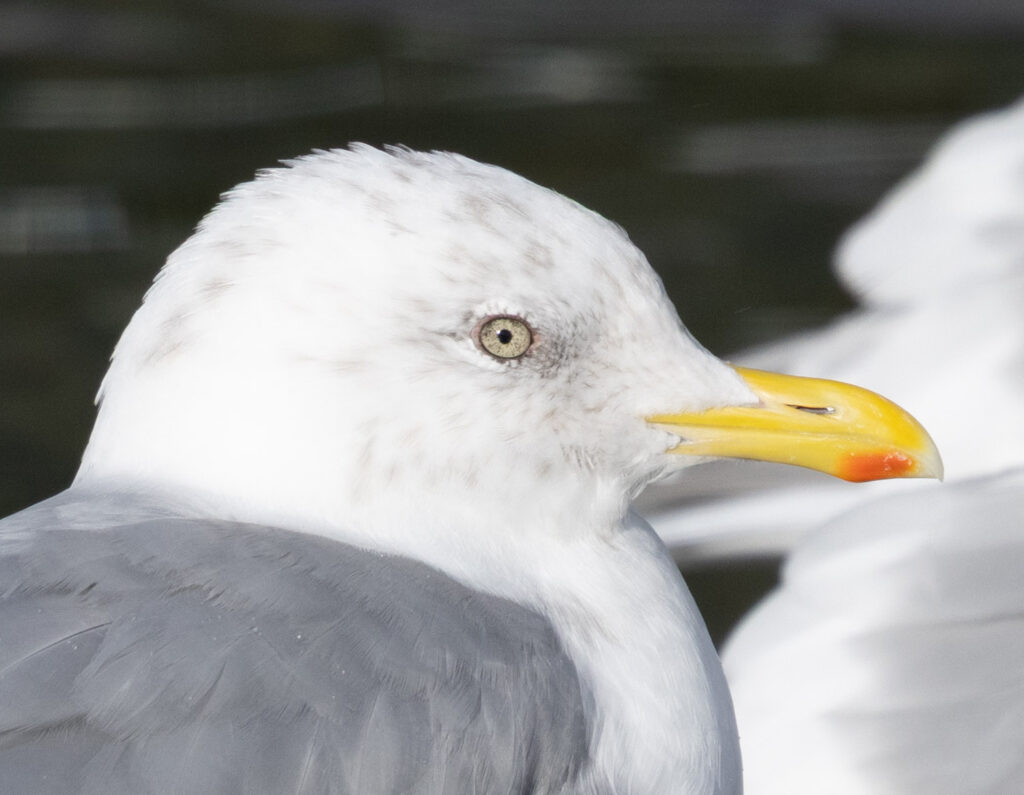 Cook Inlet Gull