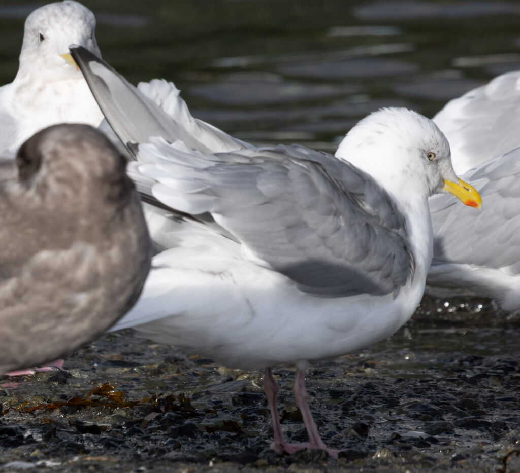 Cook Inlet Gull