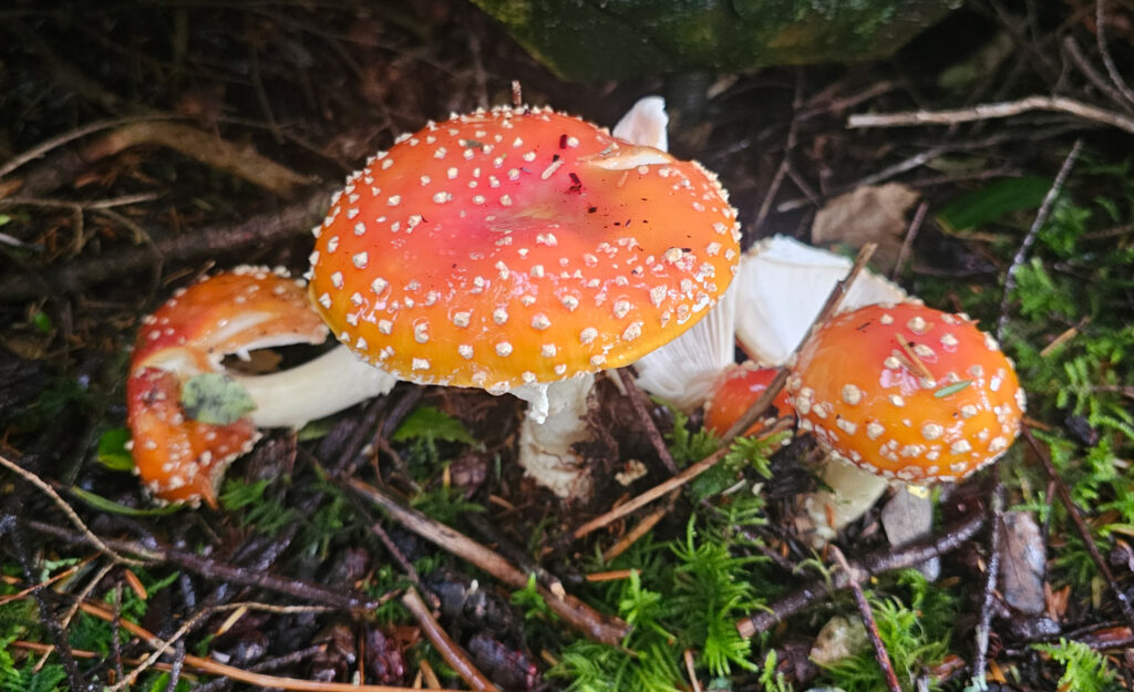 Fly Agaric (Amanita muscaria)