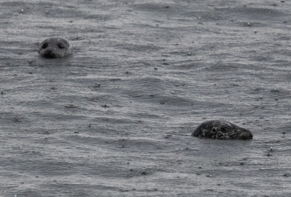 Harbor Seals