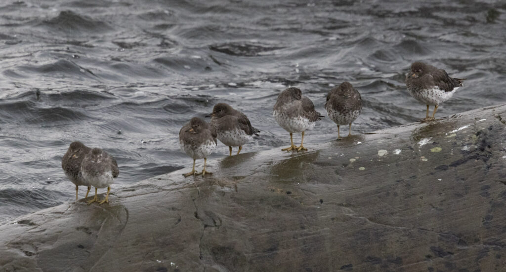 Surfbirds