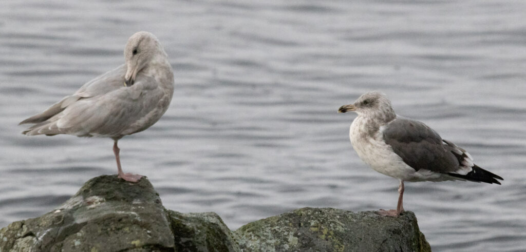 Gulls