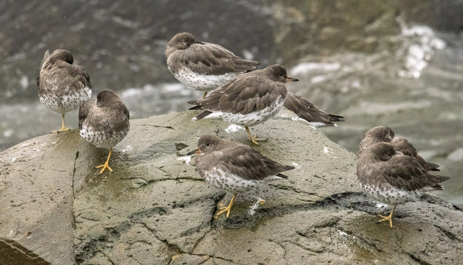 Surfbirds