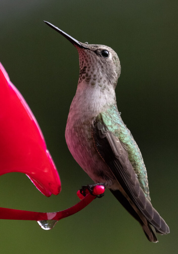 Anna's Hummingbird