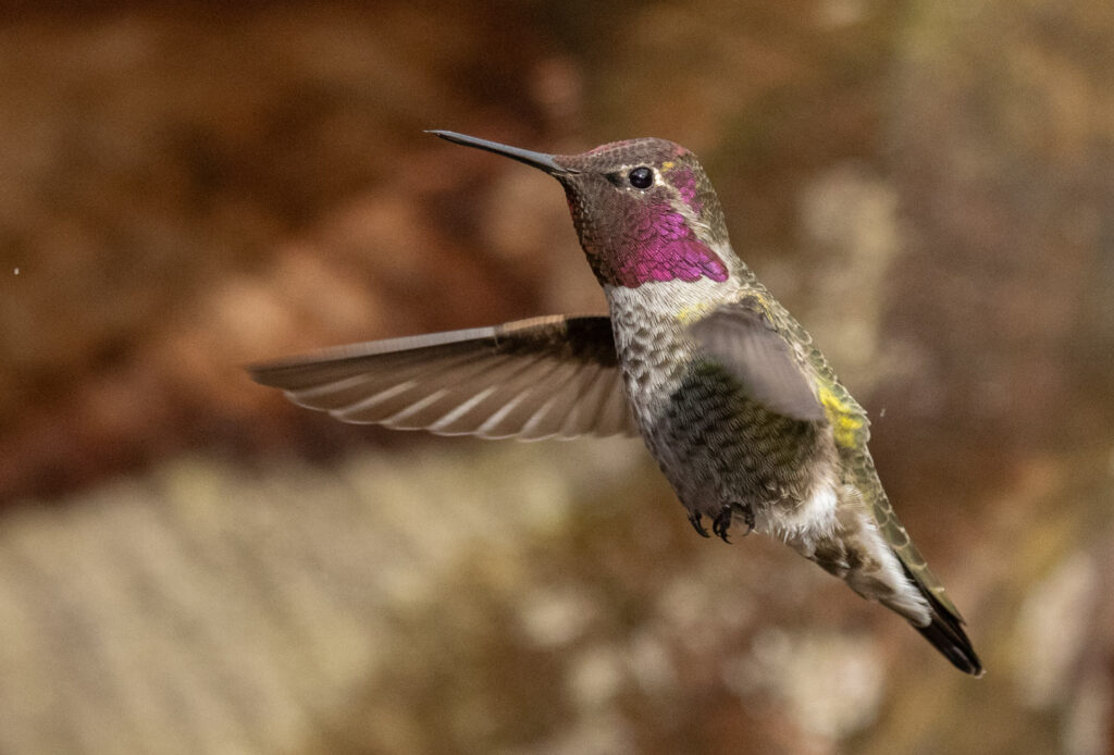 Anna's Hummingbird