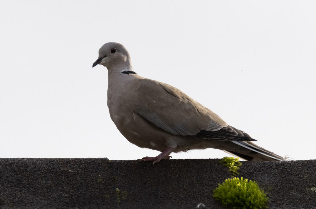 Eurasian Collared-Dove