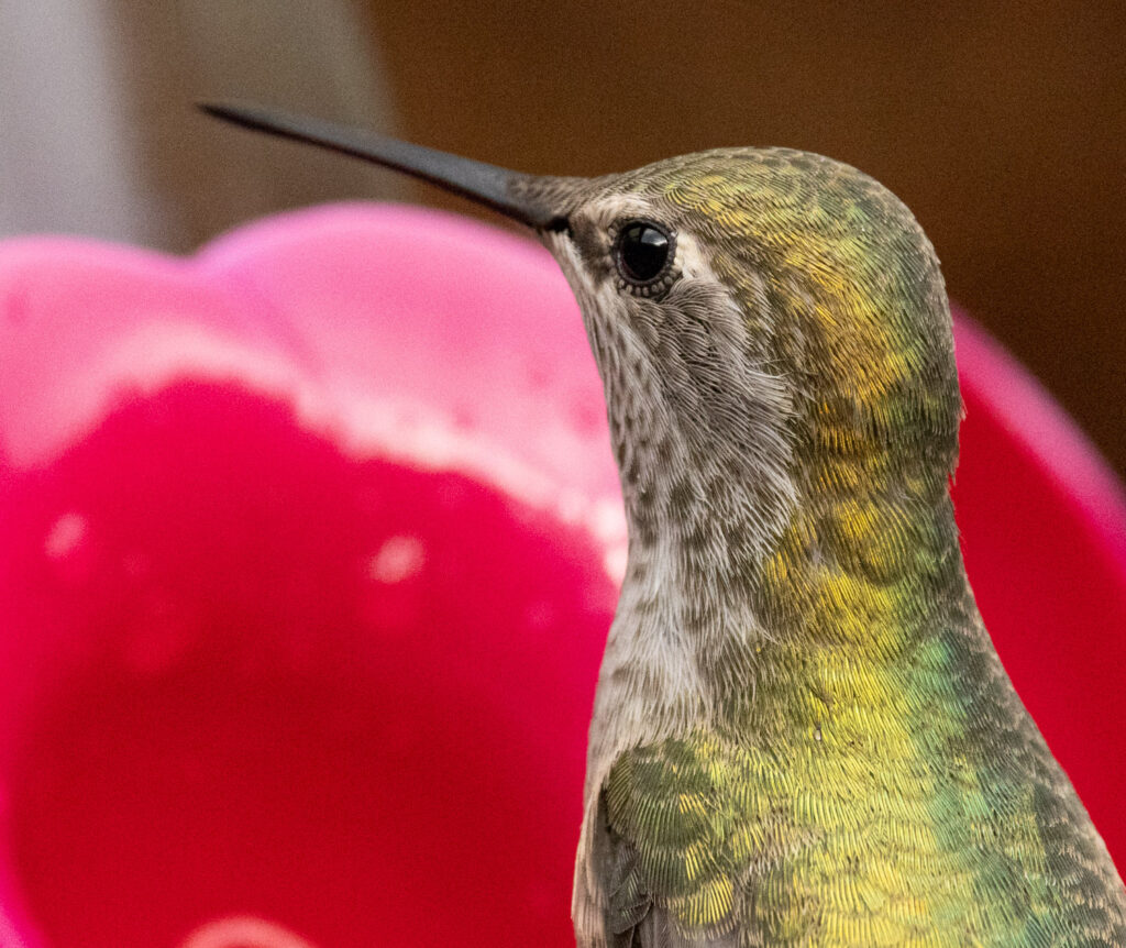 Anna's Hummingbird