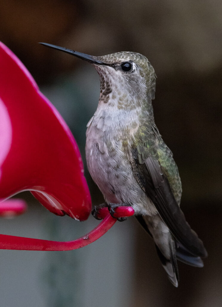 Anna's Hummingbird