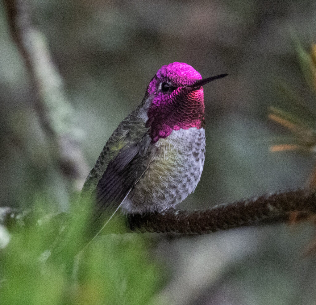 Anna's Hummingbird