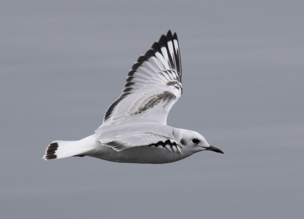 Juvenile Bonaparte's Gull