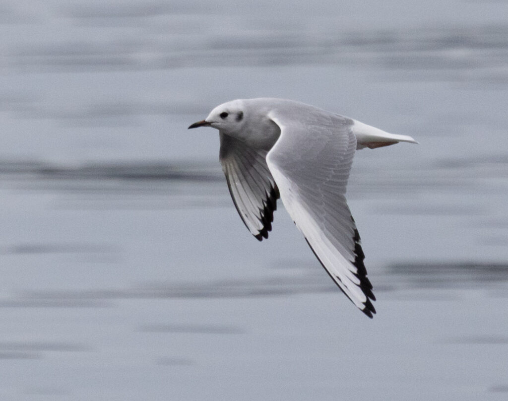 Bonaparte's Gull