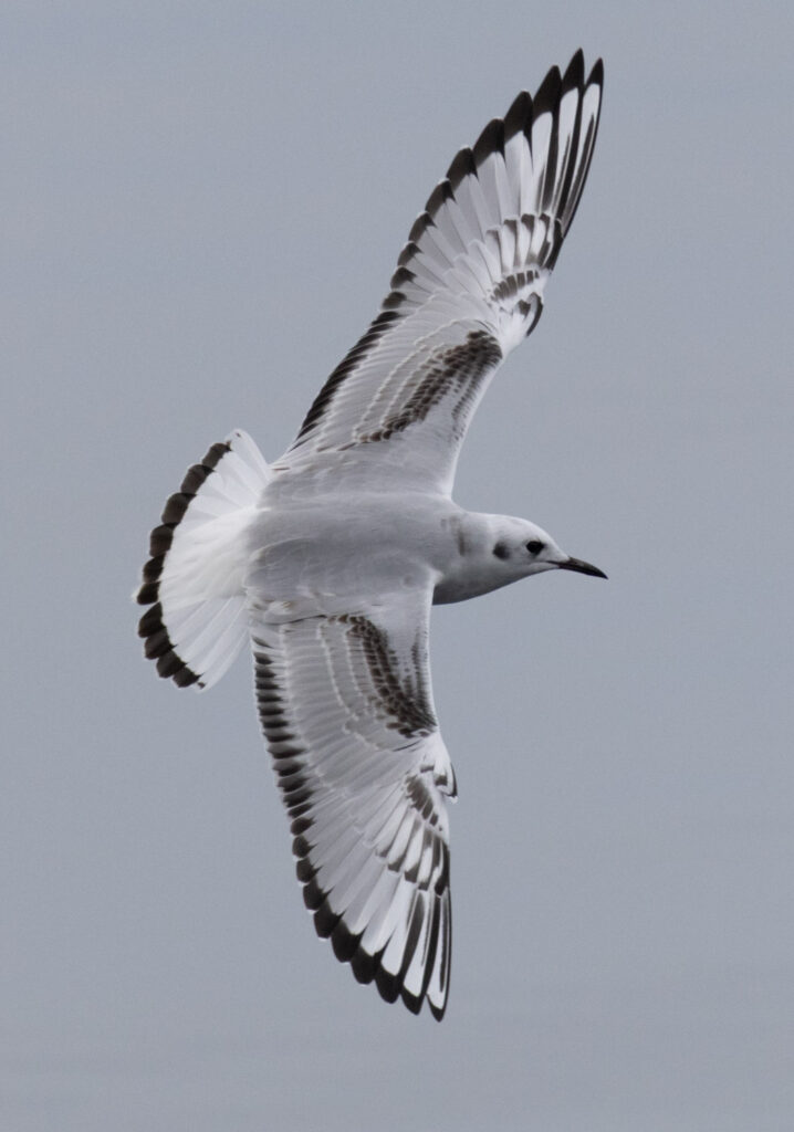 Juvenile Bonaparte's Gull