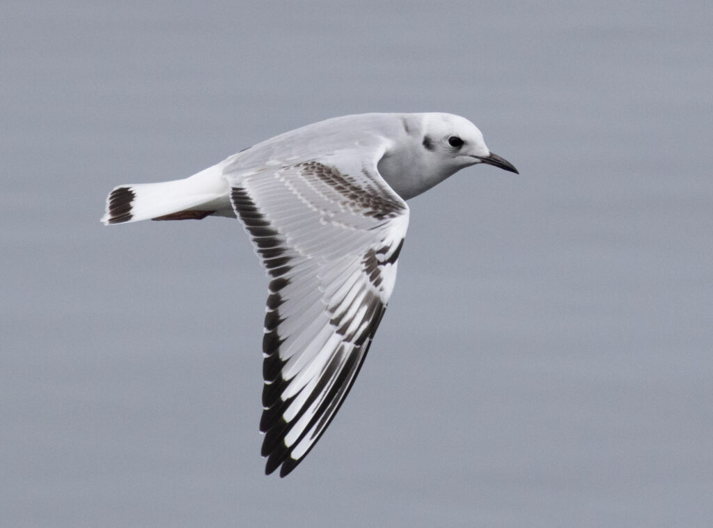 Juvenile Bonaparte's Gull