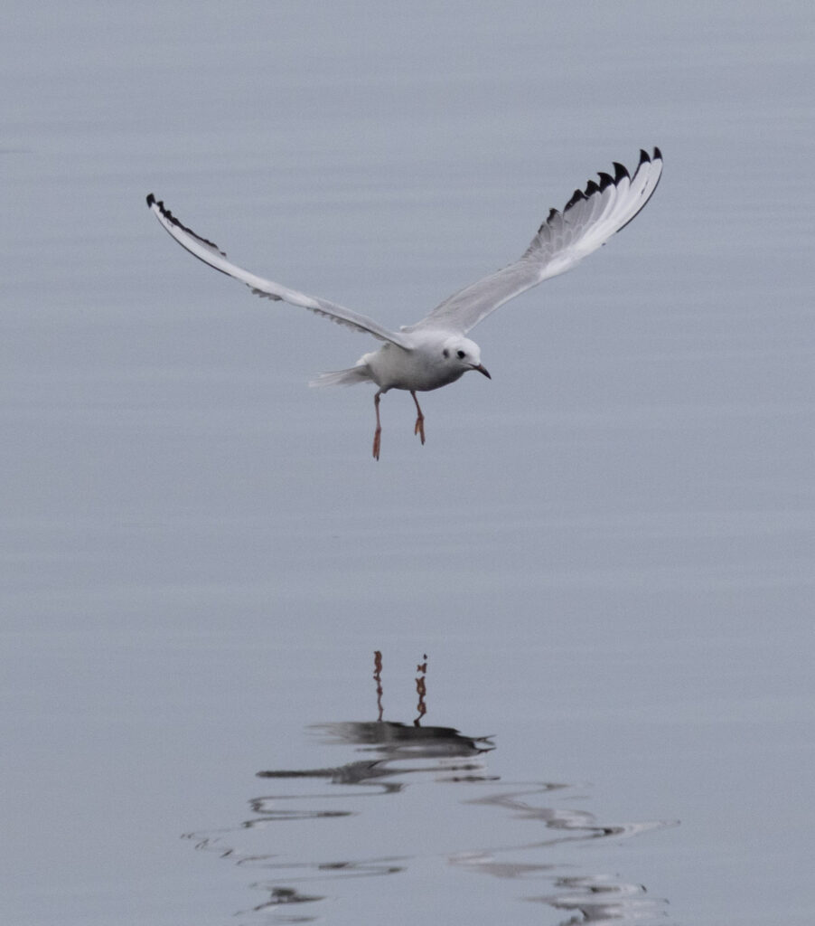 Bonaparte's Gull