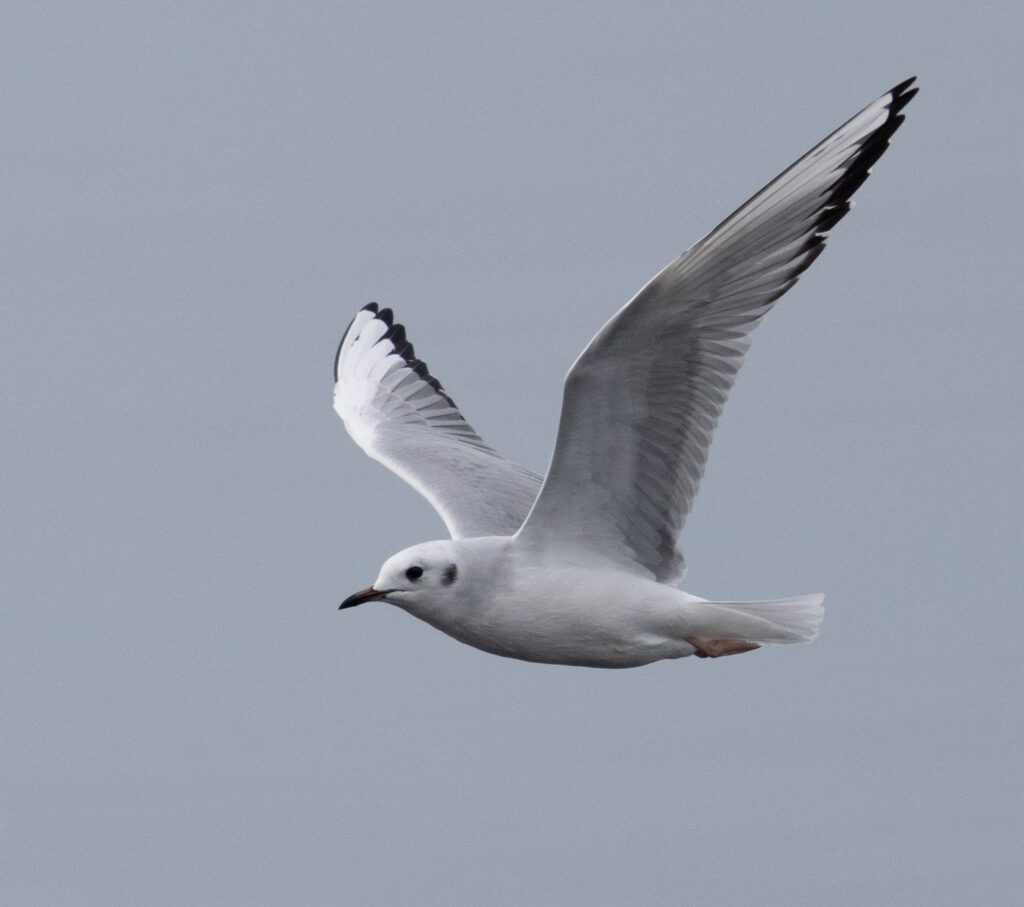 Bonaparte's Gull