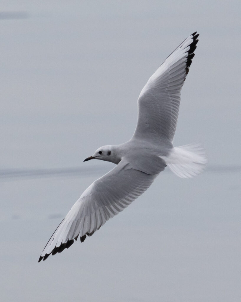 Bonaparte's Gull