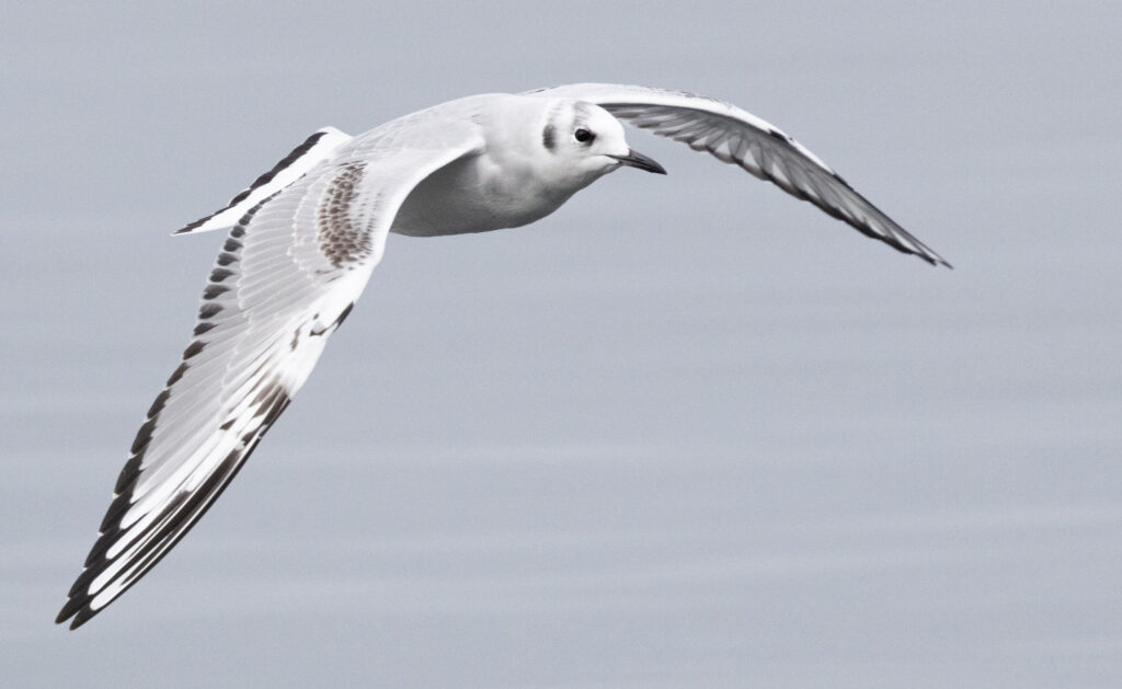 Juvenile Bonaparte's Gull