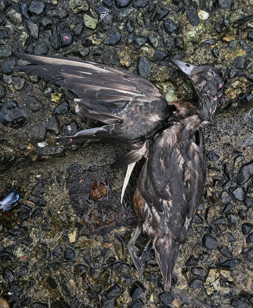 Wigeon Remains