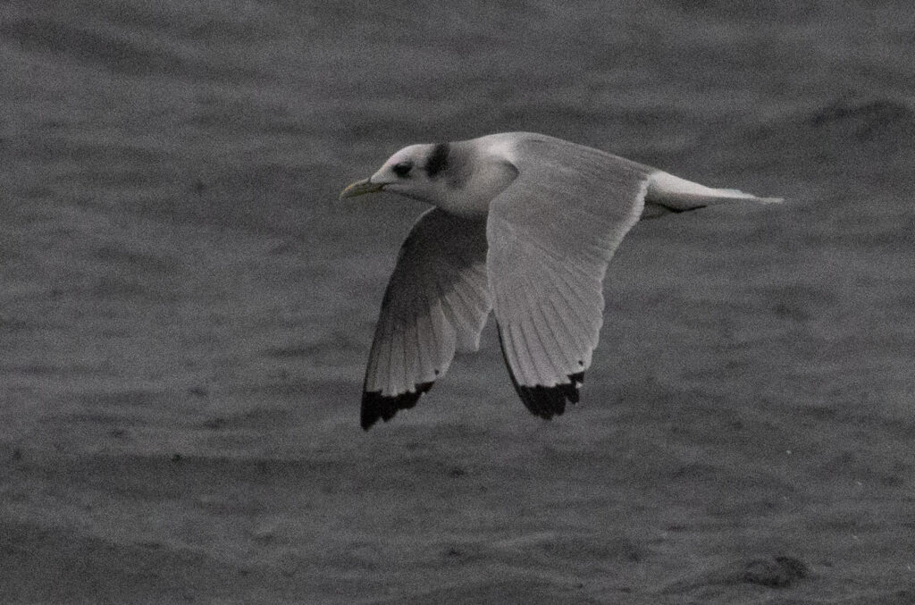 Black-legged Kittiwake