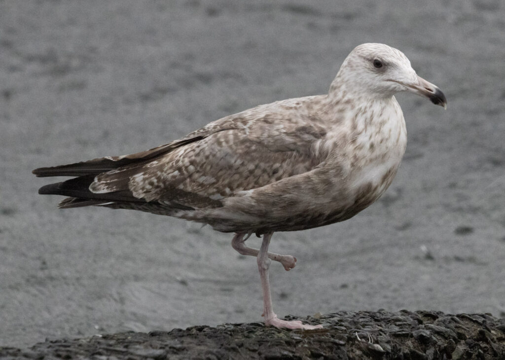 Immature Herring Gull