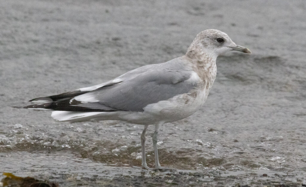 Short-billed Gull