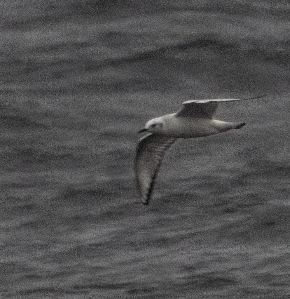 Bonaparte's Gull