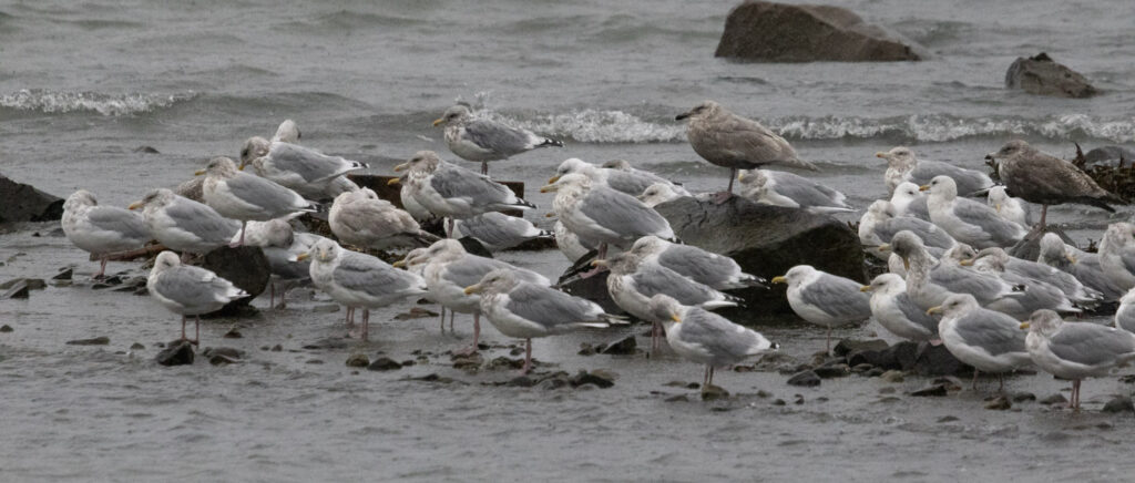 Loafing Gulls