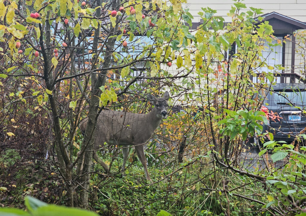 Deer in Yard