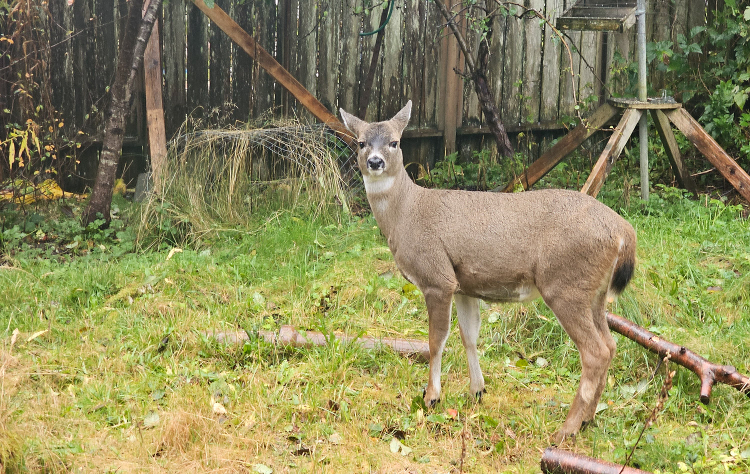 Deer in Yard