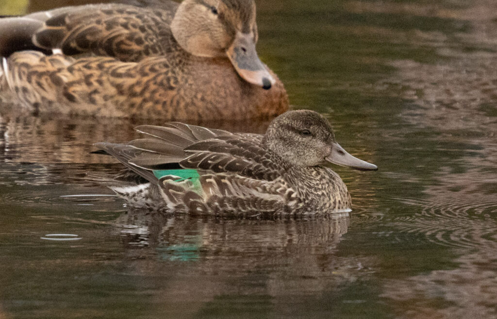 Green-winged Teal