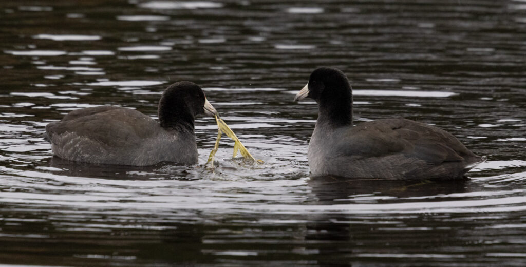 American Coots