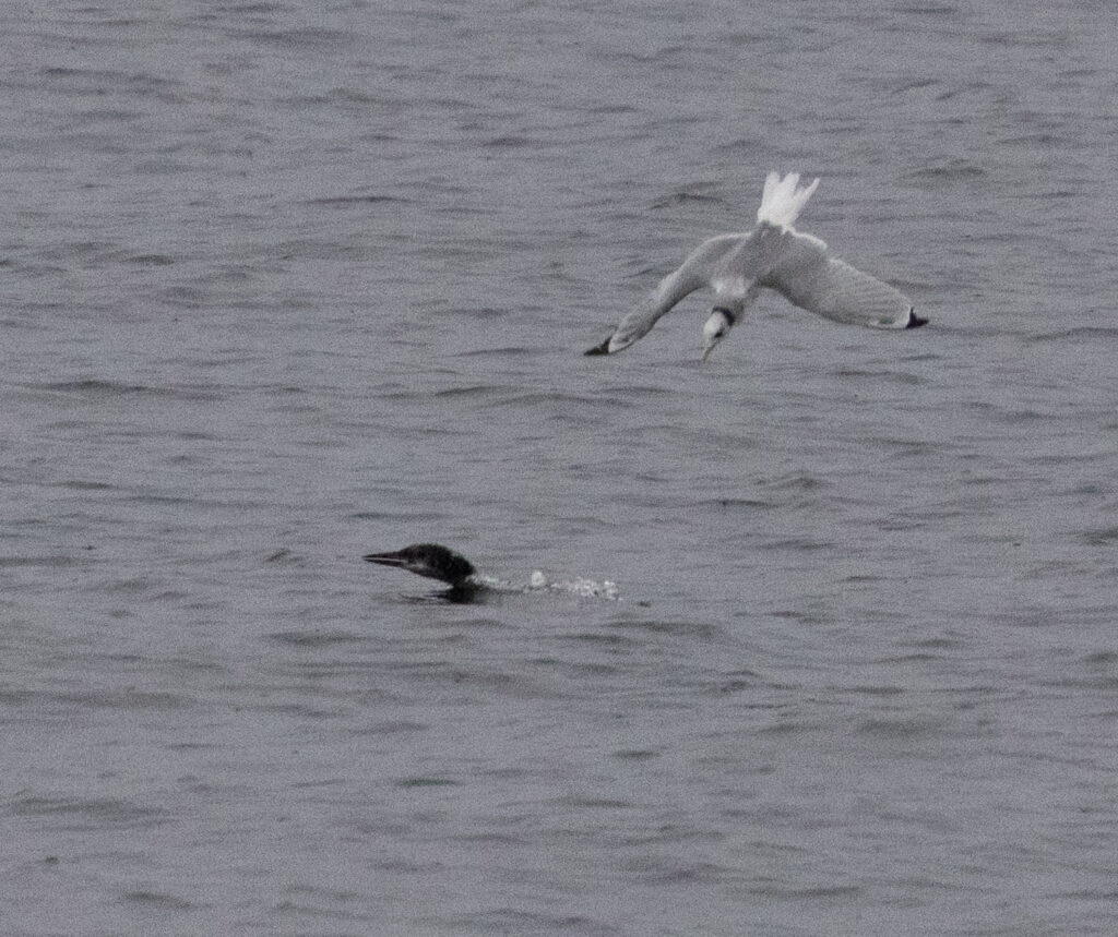 Diving Kittiwake