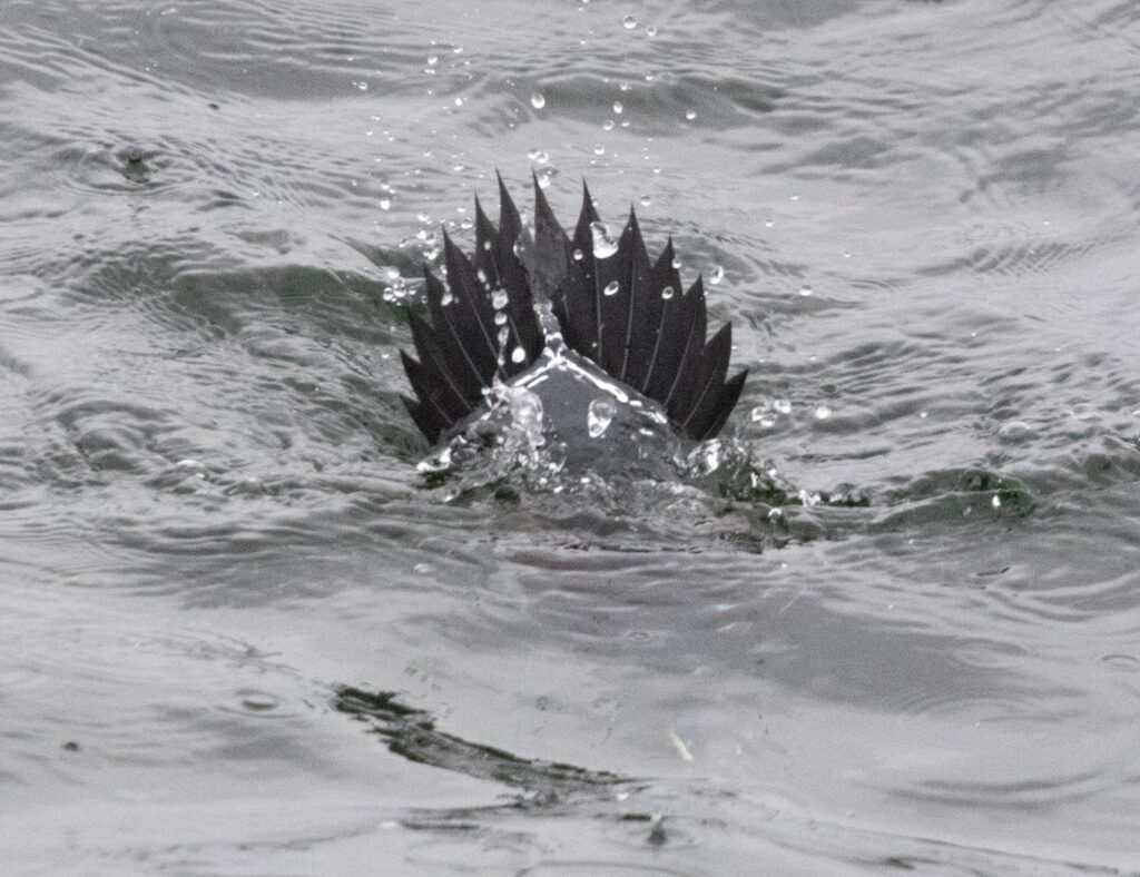 Harlequin Duck Tail Feathers