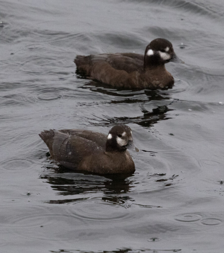 Harlequin Ducks