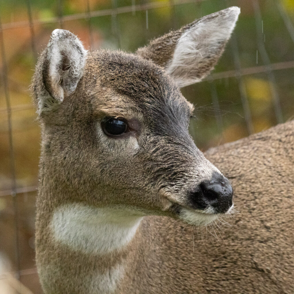 Deer Portrait