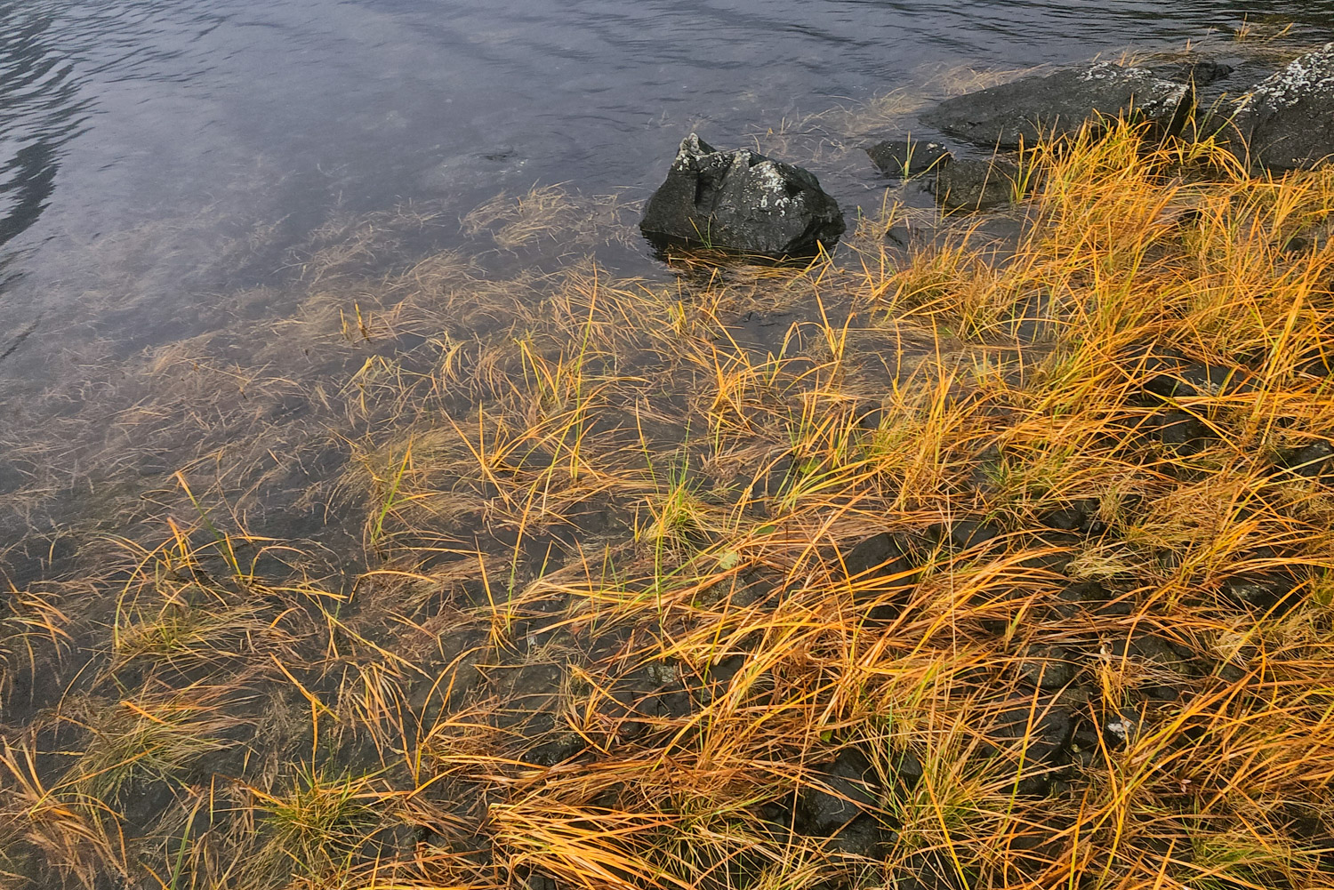 Fall Color on a Silver Bay Shoreline