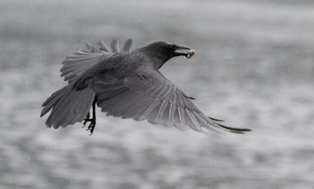 Crow with Snail