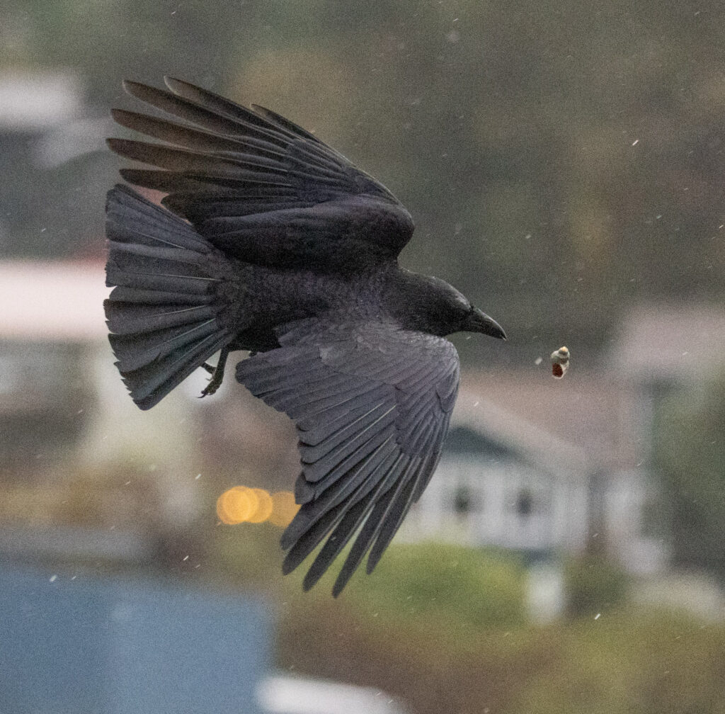 Crow and Falling Snail