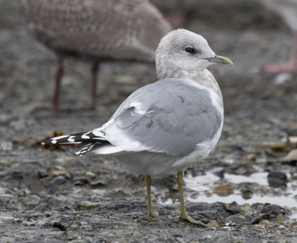 Short-billed Gull