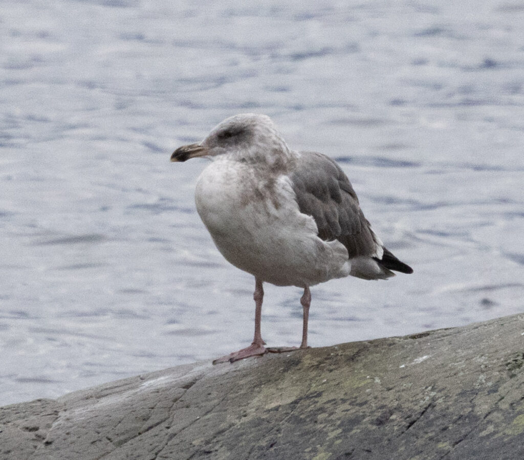 Western Gull