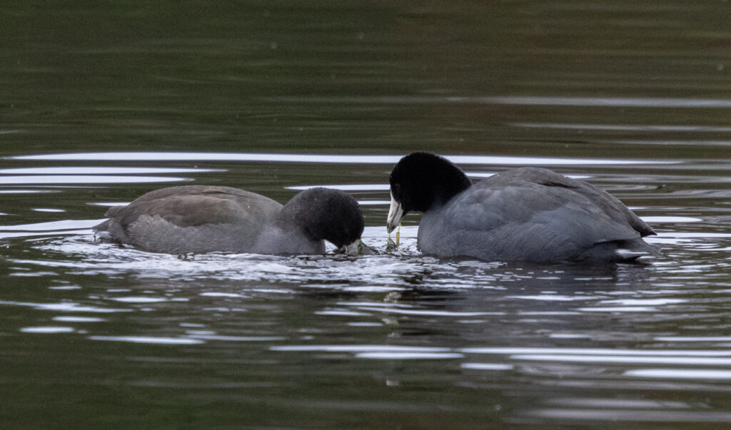 American Coots