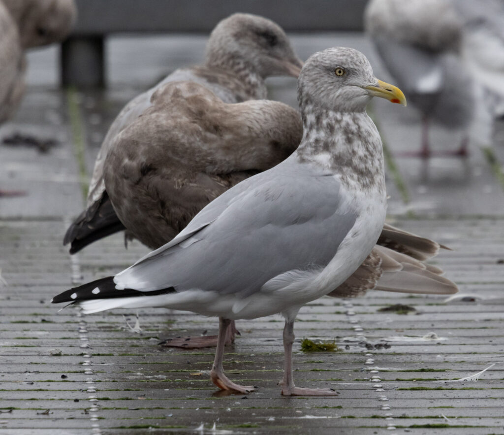 Herring Gull