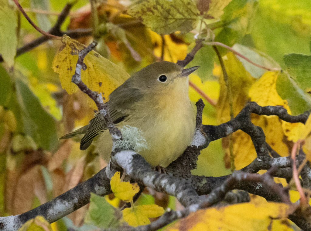 Yellow Warbler