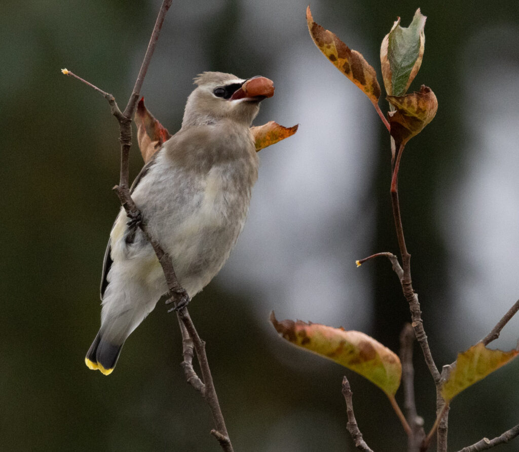 Cedar Waxwing with Crabapple