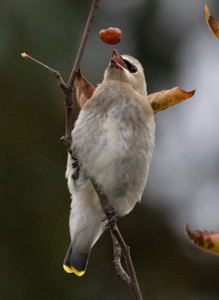 Cedar Waxwing with Crabapple