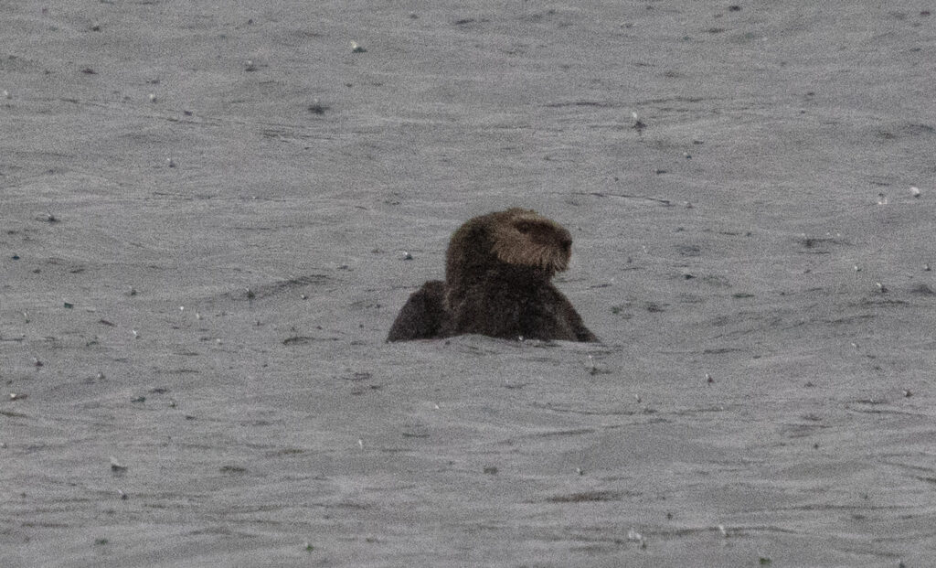 Sea Otter